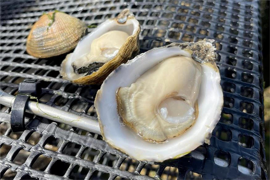 Ostriche KYS Marine in Bretagna: la visita ad un’eccellenza per il Settore HoReCa