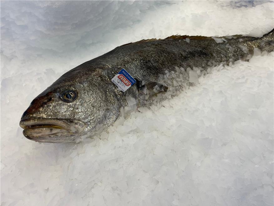 Ombrina di Gallipoli